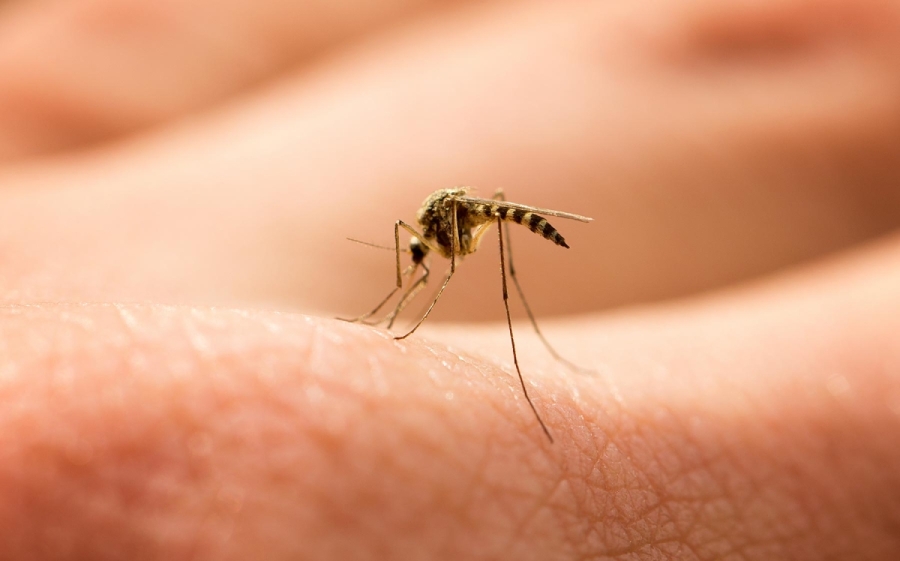 Αυτή η βιταμίνη σας λείπει και σας τσιμπάνε τα κουνούπια: Πως θα την αναπληρώσετε – Τι πpέπει να τρώτε